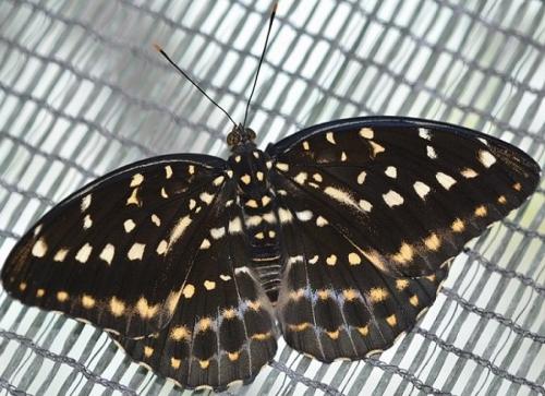 Lexias sp.